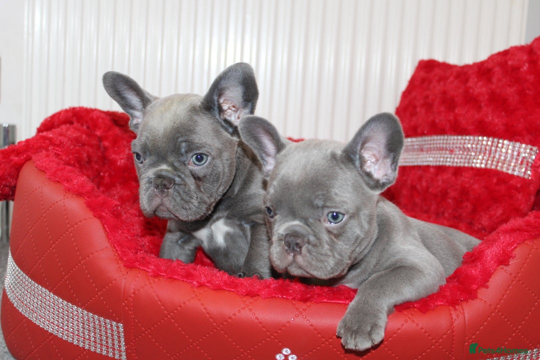 French Bulldog dogs for sale: Solid lilac French bulldog’s  - Advert 14