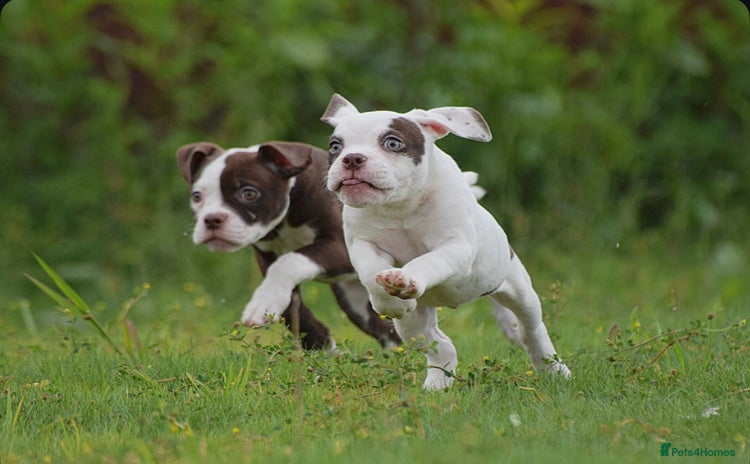 Olde English Bulldogge dogs - Advert 1
