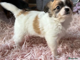 Chihuahua dogs - Advert 19