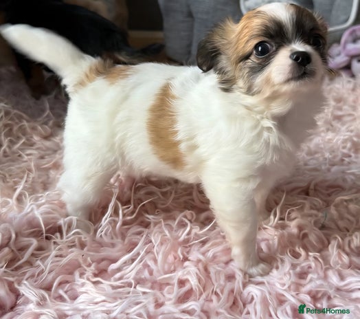 Chihuahua dogs - Advert 6