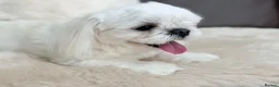 Maltese dogs for sale: Full Korean Male Maltese - Advert 19
