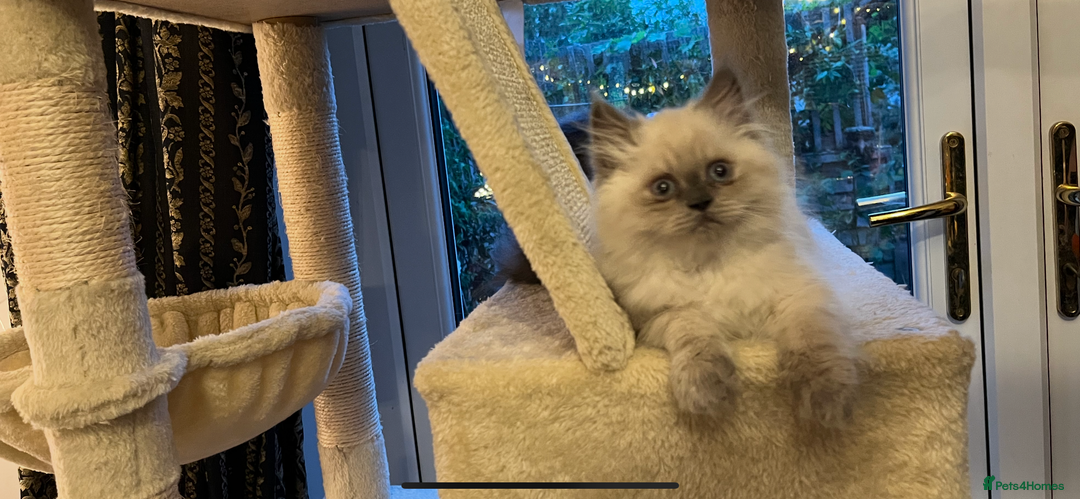 Persian cats for sale: Ready Now 2 Boys/1 Girl Persian Fluff Monsters - Image 16