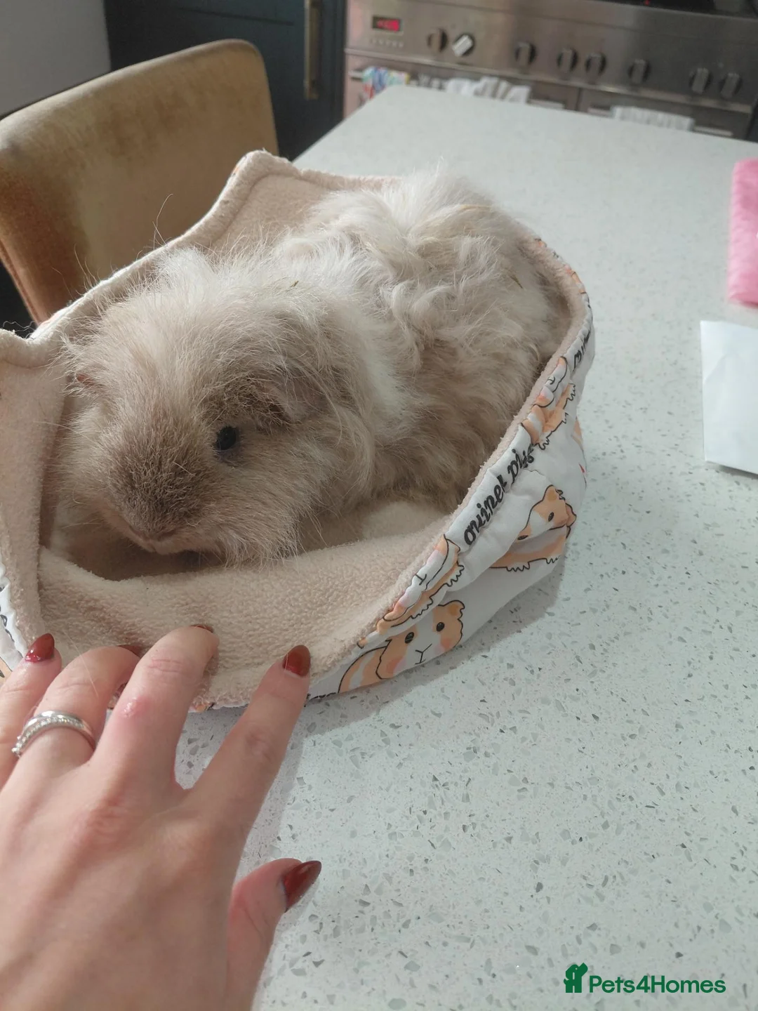 Guinea Pig rodents for sale: Sheltie and Texal boys - Advert 2