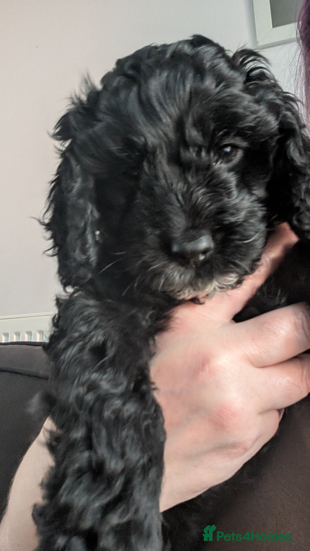Cockapoo dogs for sale: Cockerpoos  - Image 10