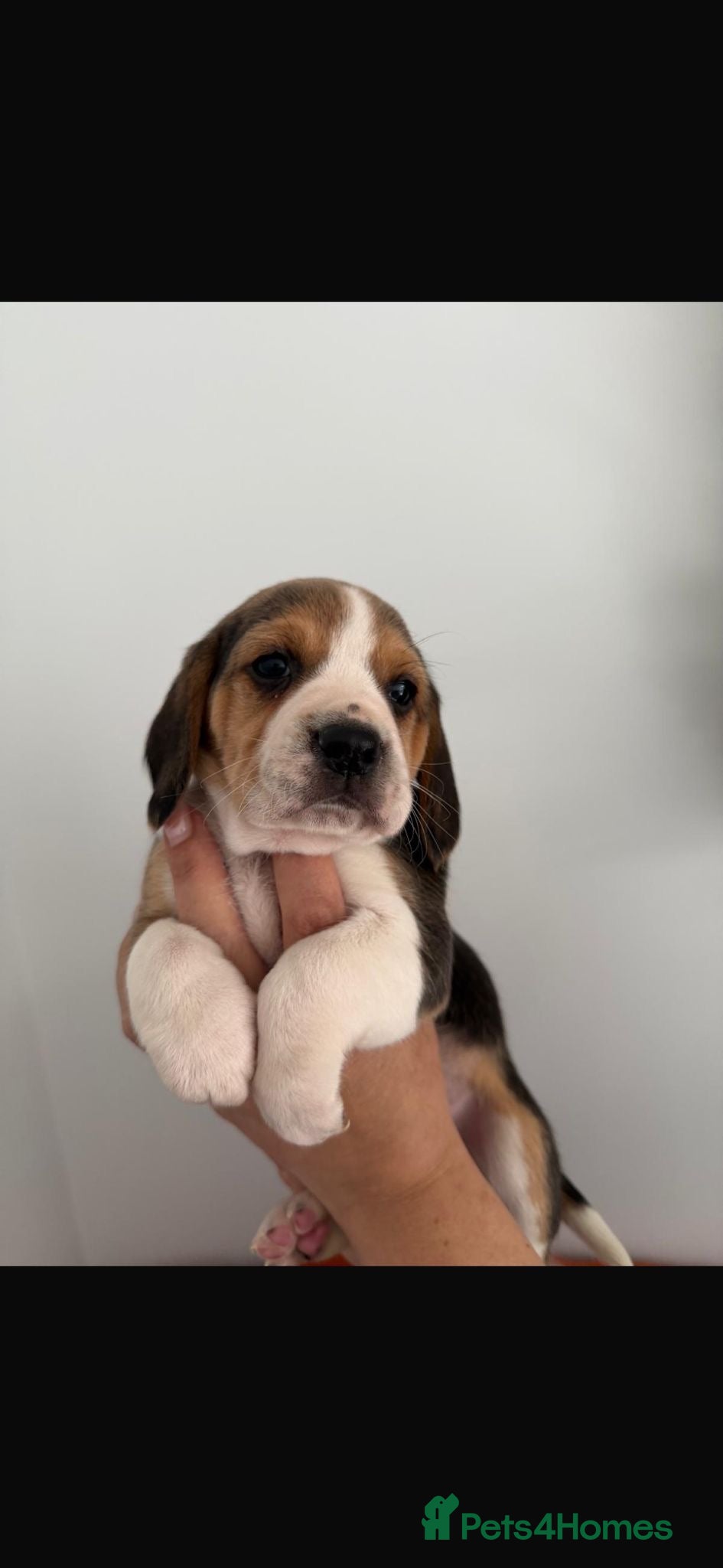 Beagle Puppy 2