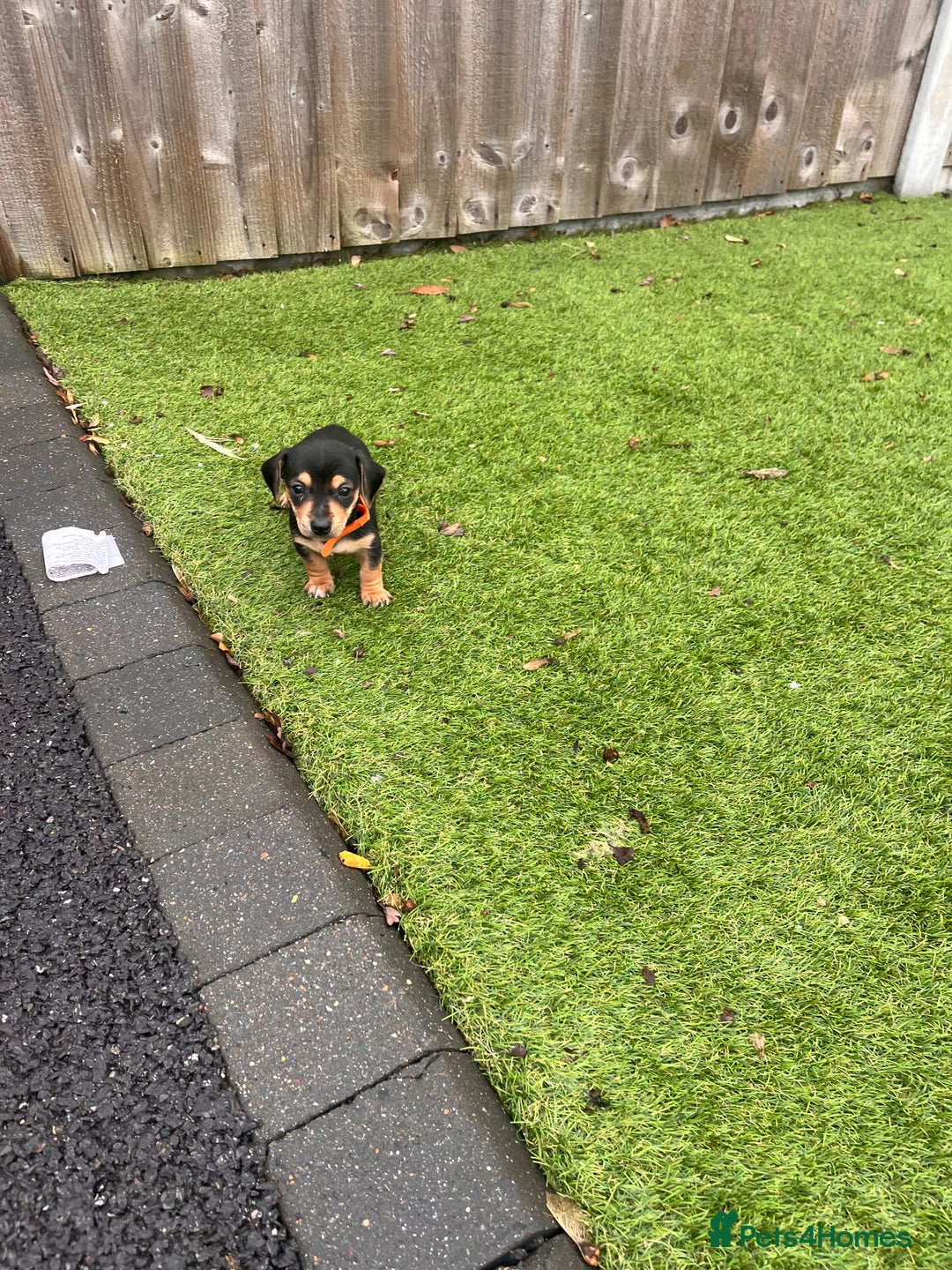 Mixed Breed dogs for sale: 5 beautiful jackshund puppies for sale - Advert 10