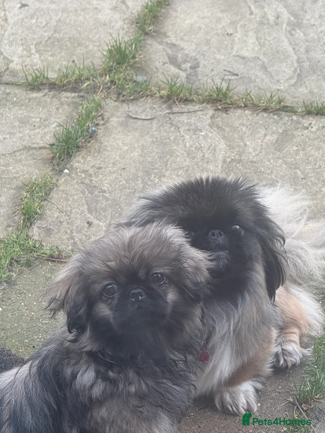Pekingese dogs for sale: Pure pekingese black mask male puppies - Advert 3