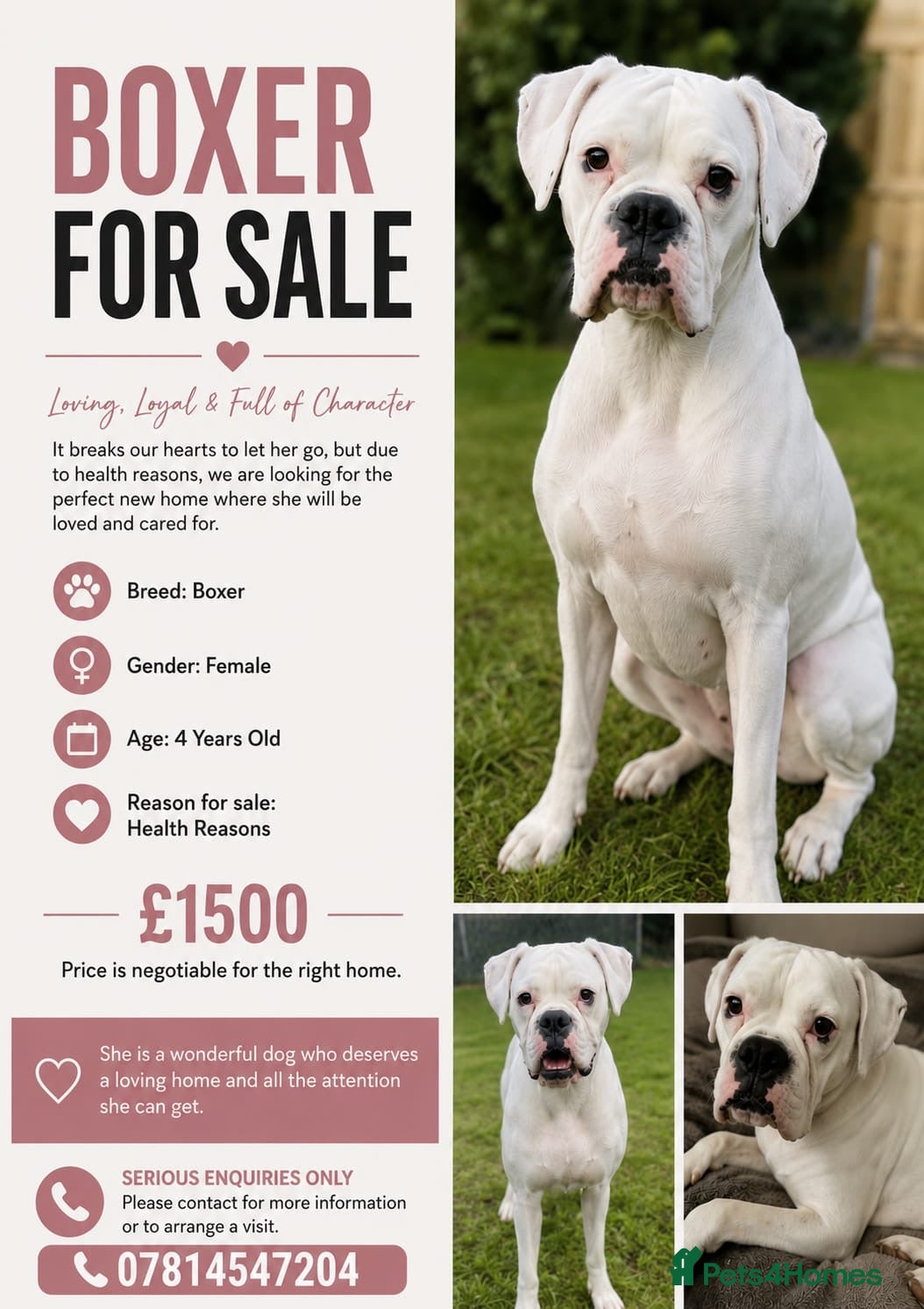 Boxer dogs White boxer - Advert 12