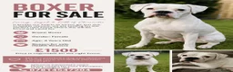 Boxer dogs for sale: White boxer in Wrexham - Advert 1