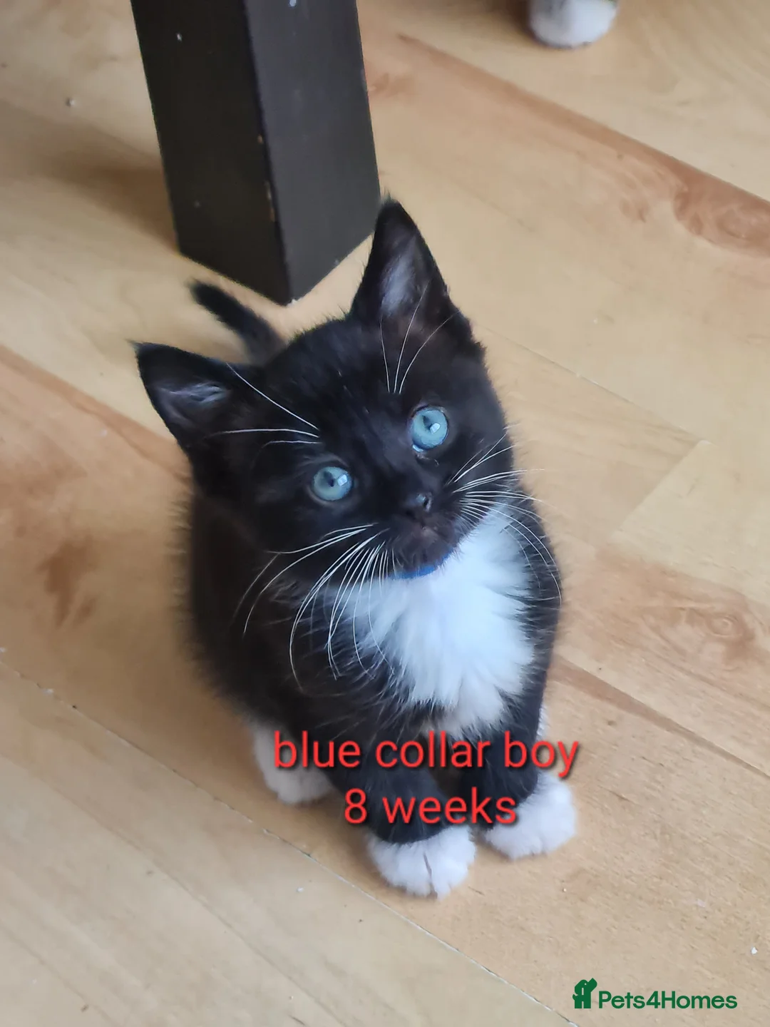 Mixed Breed cats for sale: 4 male kitten tuxedo  - Advert 2