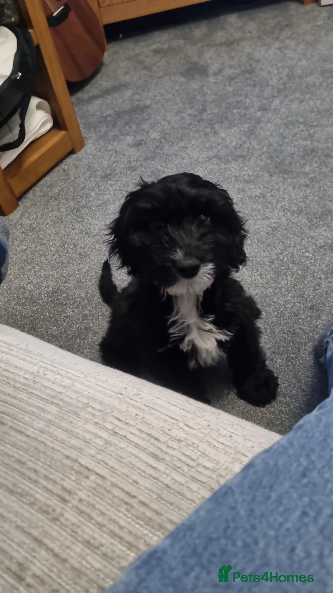 Cockapoo dogs for sale: Cockerpoo  - Advert 2