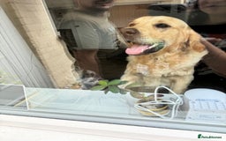 Golden Retriever dogs for stud: Proven Golden Retriever for Stud kC registered  in Doncaster - Image 5