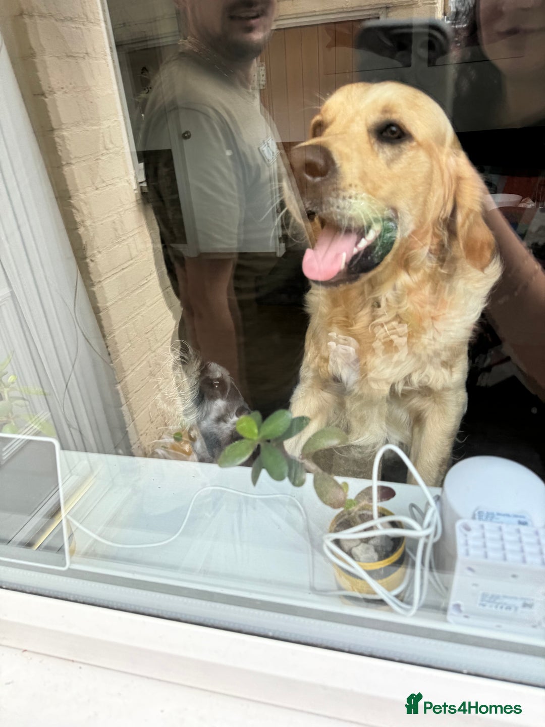 Golden Retriever dogs for stud: Proven Golden Retriever for Stud kC registered  in Doncaster - Image 5