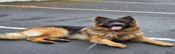 German Longhaired Pointer dogs for stud: 2 years old German Shepherd  - Advert 2