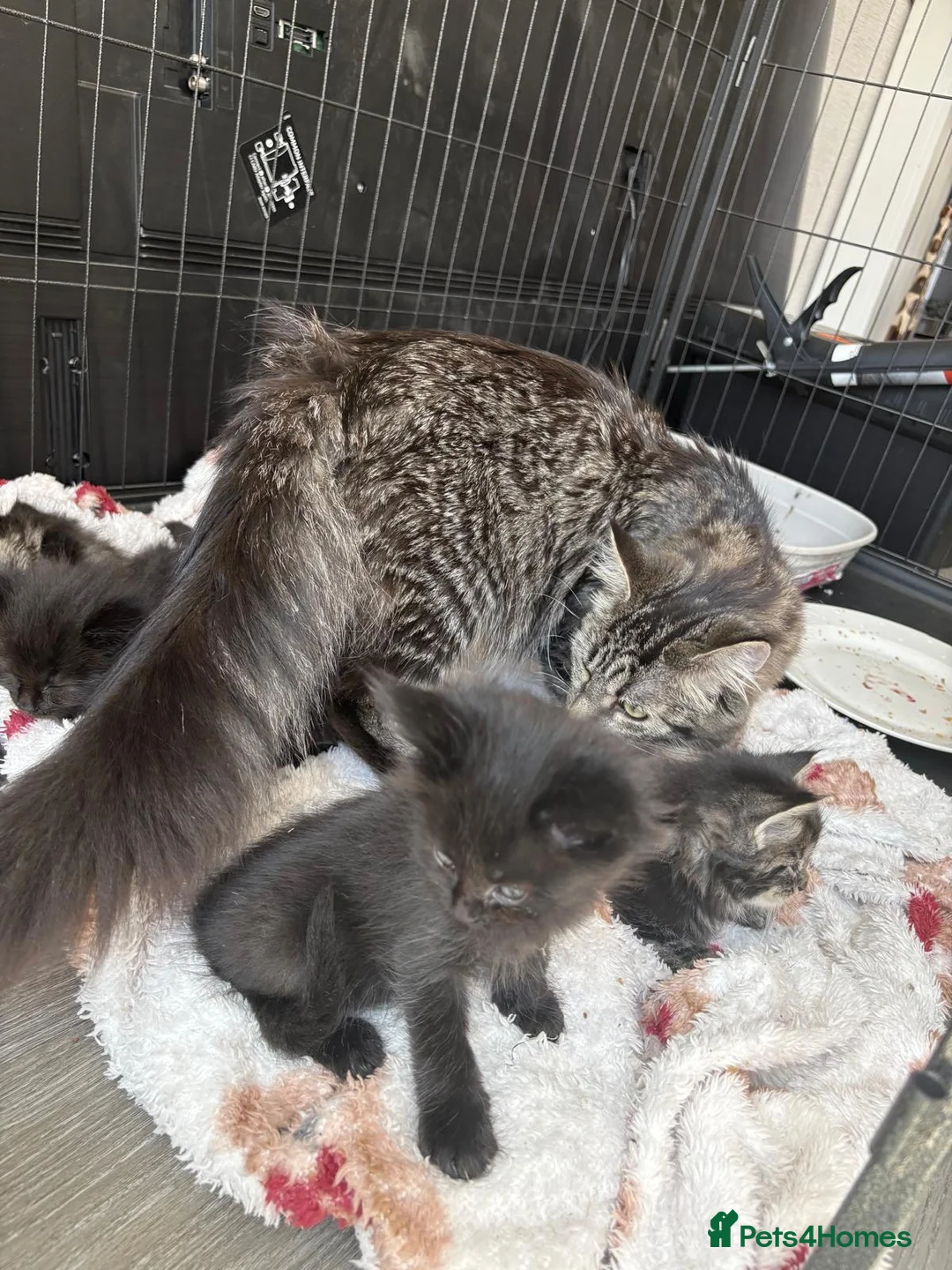 Mixed Breed cats for sale: Siberian cross Maine coon  - Advert 1