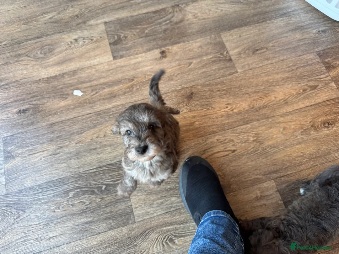 Doxiepoo dogs for sale: Doxiepoo girl just turned 8 weeks  - Advert 20