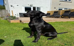 Labrador Retriever dogs for stud: 🌟 Kennel Club Registered Proven Labrador Stud 🌟 in Dundee - Image 26