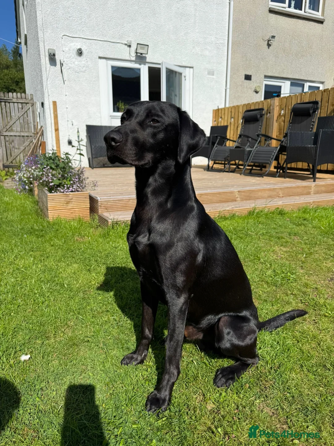 Labrador Retriever dogs for stud: 🌟 Kennel Club Registered Proven Labrador Stud 🌟 in Dundee - Advert 26