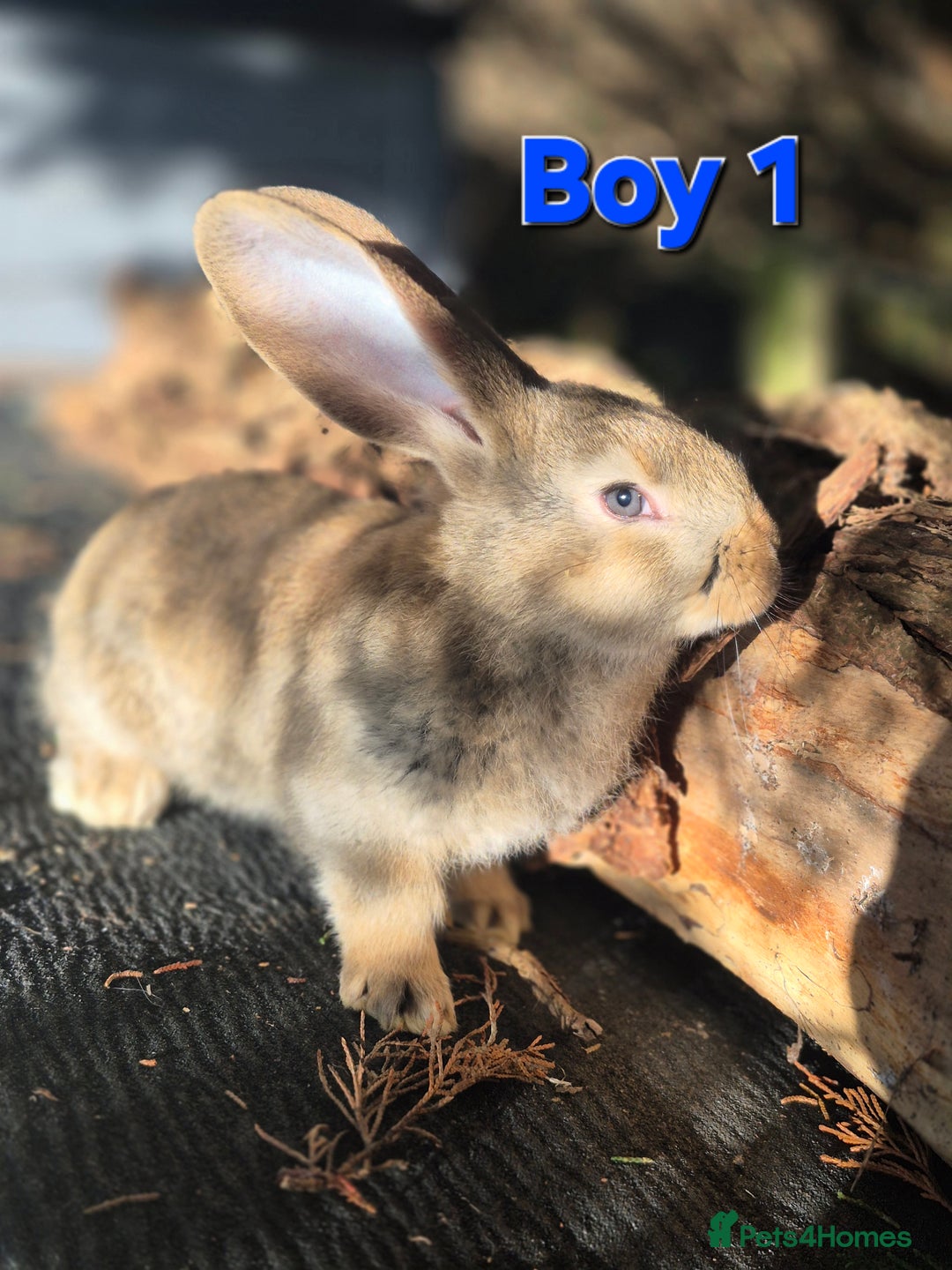 Continental Giant rabbits for sale: Pure Continental Giant Vaccinated  - Advert 13