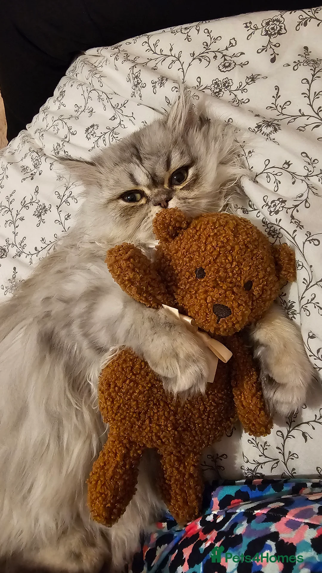 Persian cats for sale: Persian Chinchilla  - Advert 13