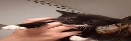 Domestic Shorthair cats for sale: 2 Kittens for sale - Advert 5