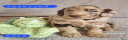 Cockapoo dogs for sale: Cockapoo Merle Puppies  - Advert 12