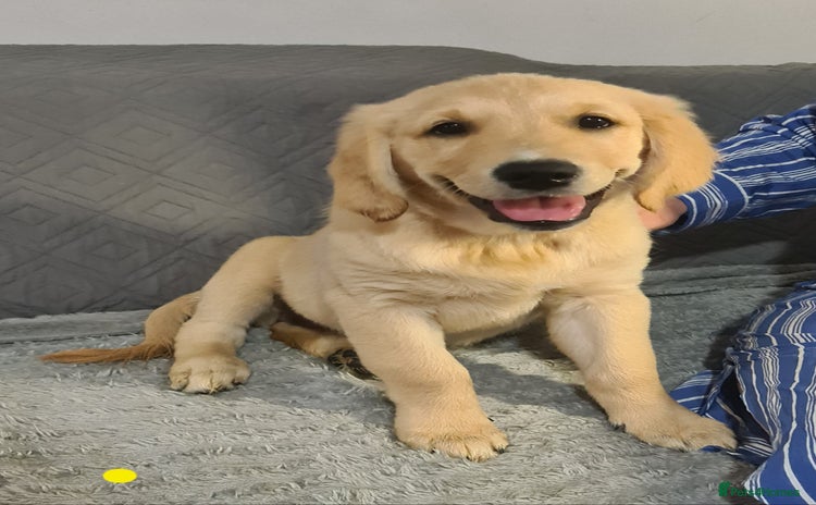 Golden Retriever dogs - Advert 1
