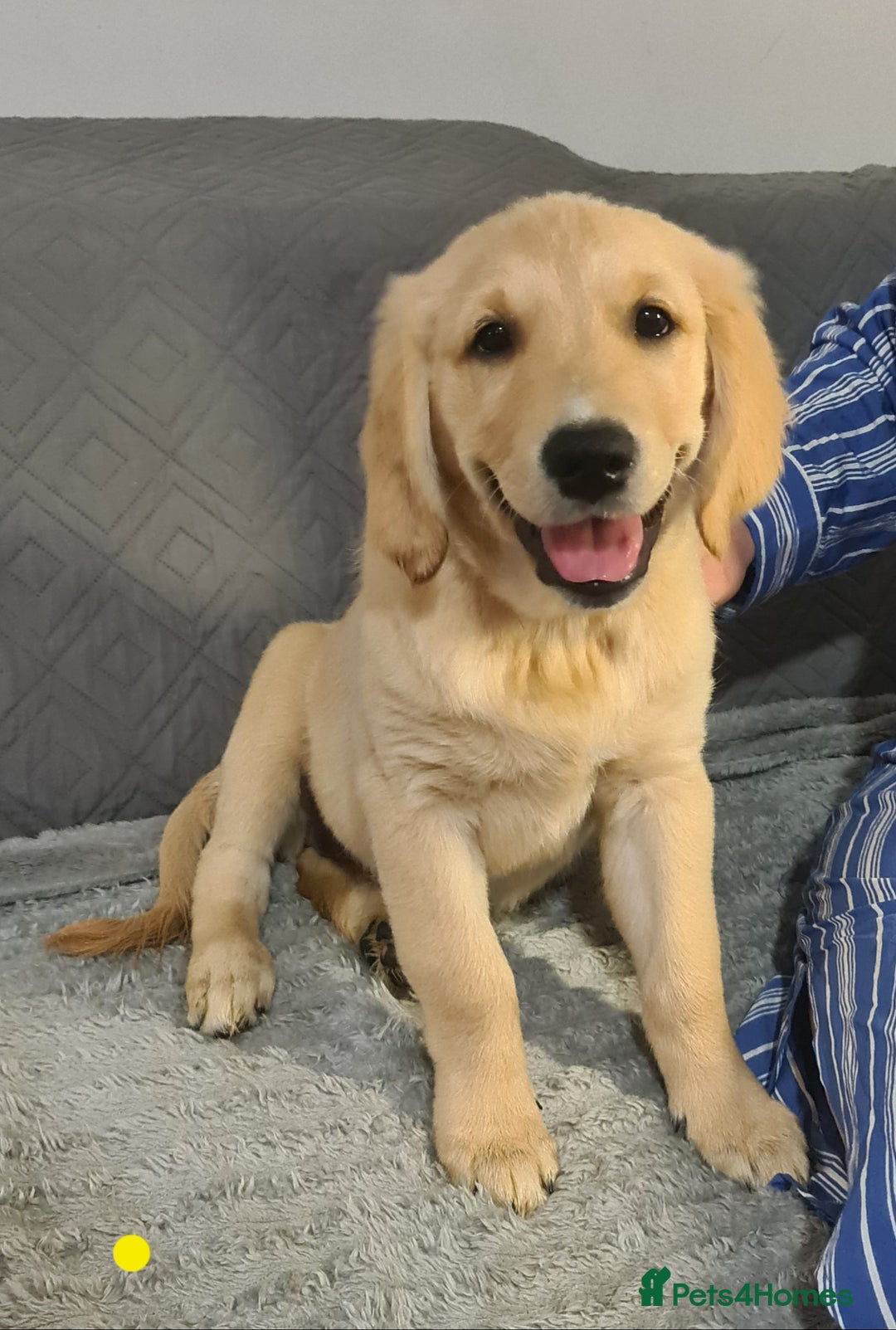 Golden Retriever dogs for sale: KC Registered Golden Retriever Puppies - Image 5