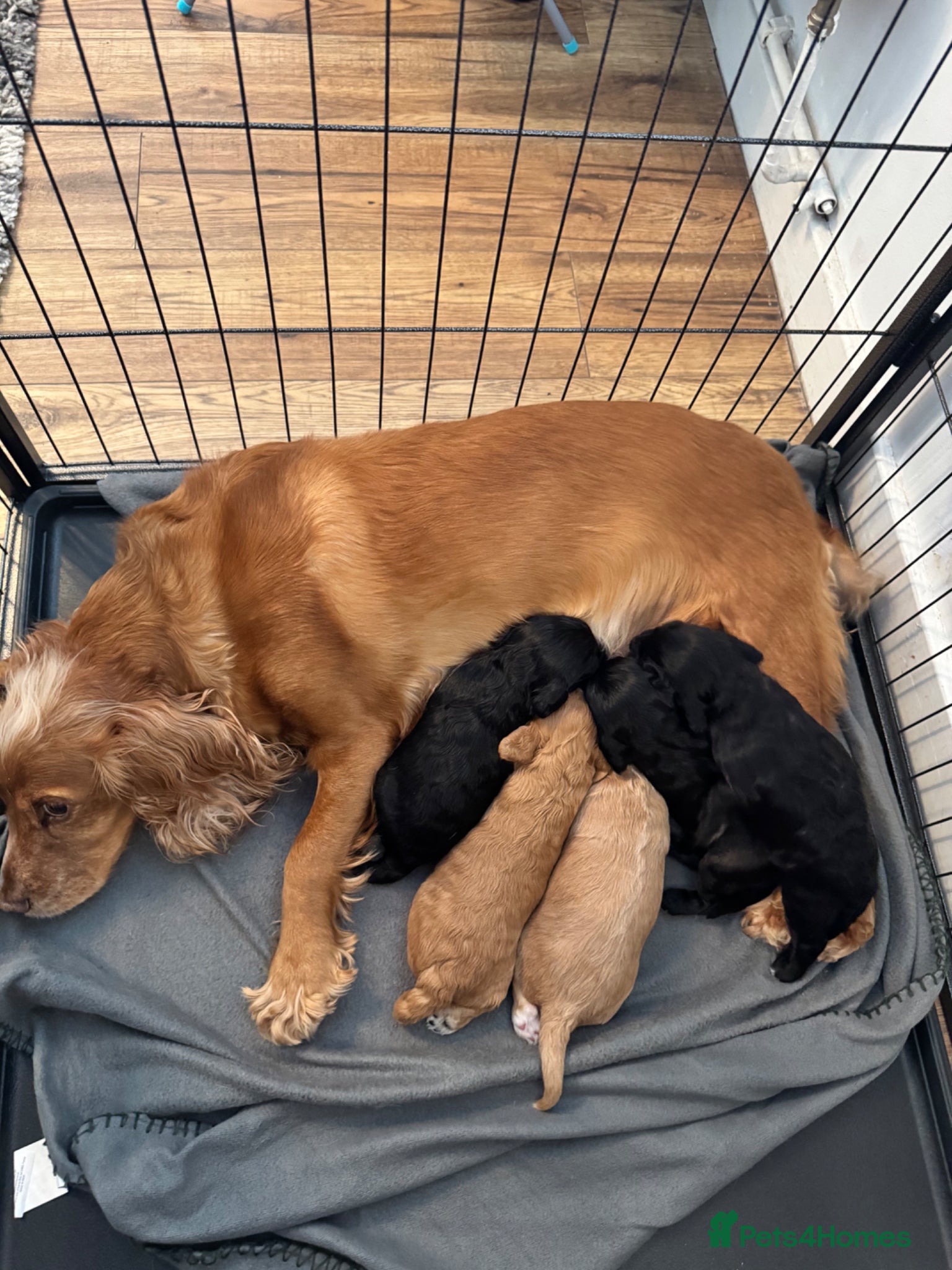 Cockapoo dogs for sale: STUNNING F1 cockapoo puppies  - Advert 1