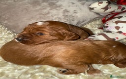 Cavapoo dogs for sale: ❤️ Deep Red Cavapoo Puppies ❤️ - Image 17