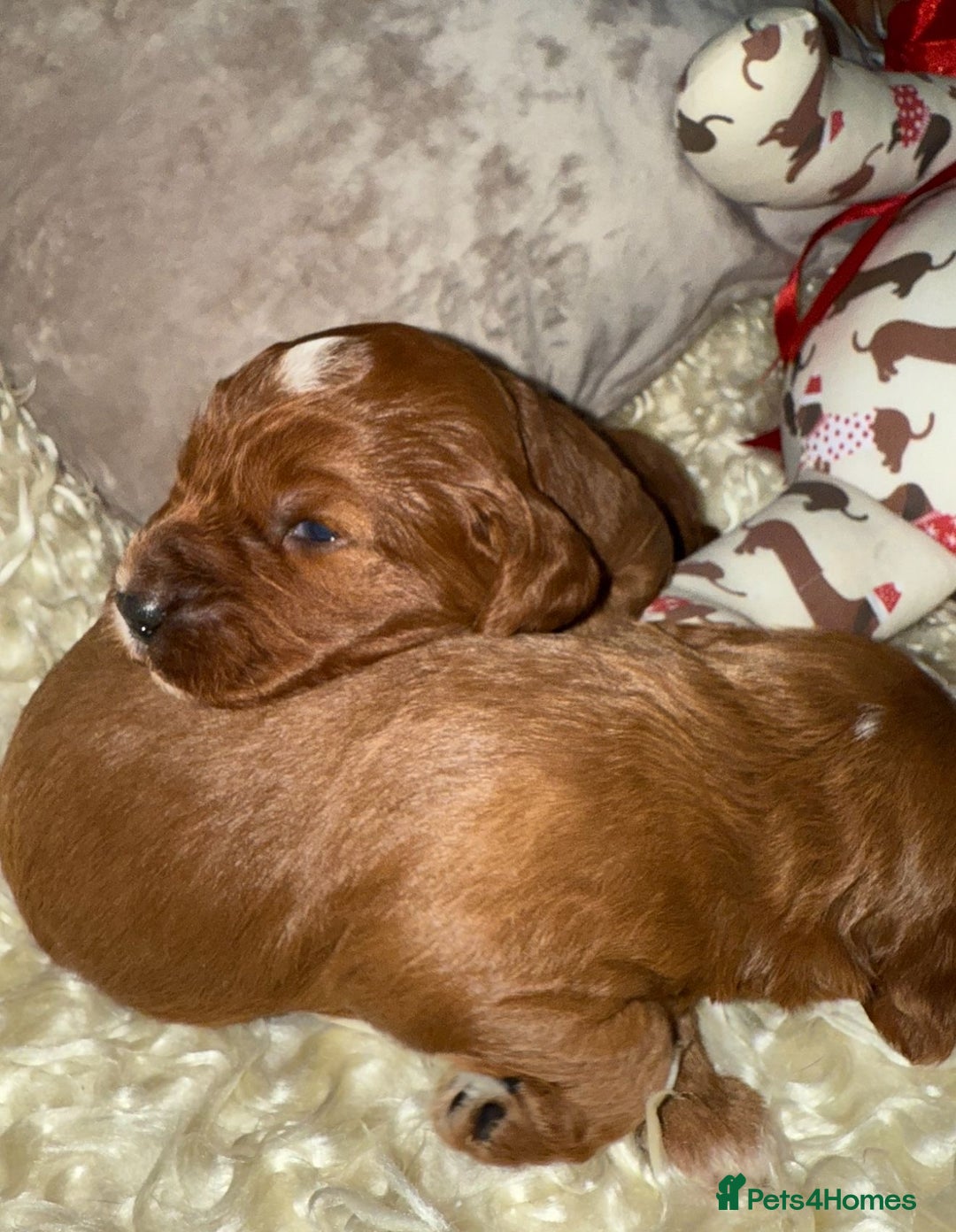 Cavapoo dogs for sale: ❤️ Deep Red Cavapoo Puppies ❤️ - Image 17