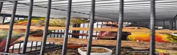 Conures birds for sale: Pineapple conures - Advert 7