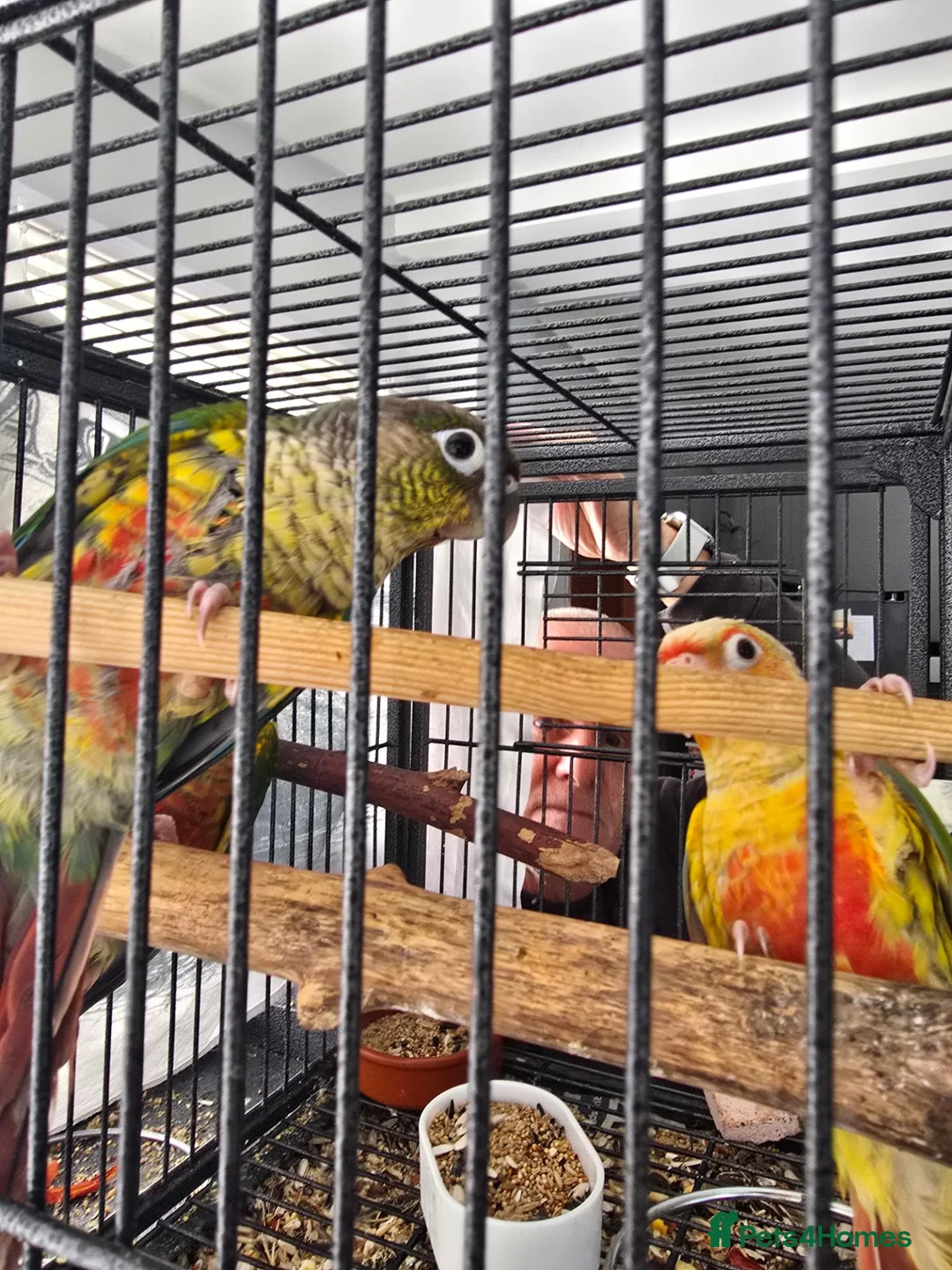 Conures birds for sale: Pineapple conures - Advert 7