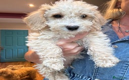 Cockapoo dogs for sale: F2b Cockapoo well handled & social  - Image 2