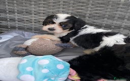 Cavapoo dogs for sale: Extensively Health tested F1 Toy Cavapoo puppies - Image 8