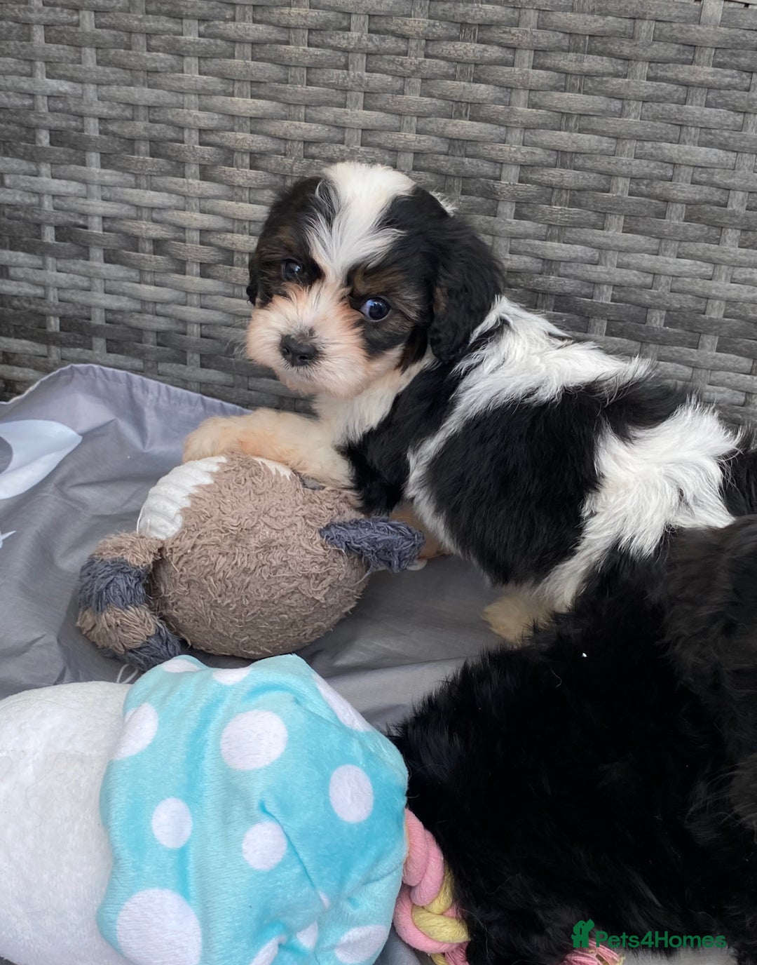 Cavapoo dogs for sale: Extensively Health tested F1 Toy Cavapoo puppies - Image 8