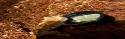 Gecko reptiles for sale: Crested gecko and setup  - Advert 4
