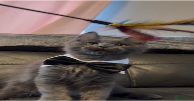 Maine Coon cats - Advert 6