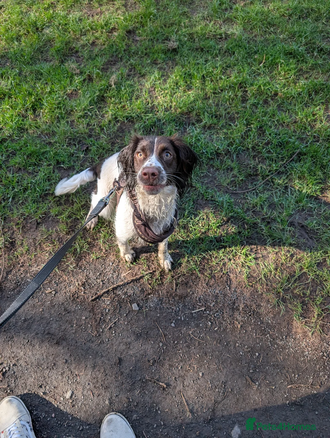 English Springer Spaniel dogs for sale: English Springer Spaniel  in Dundee - Advert 2