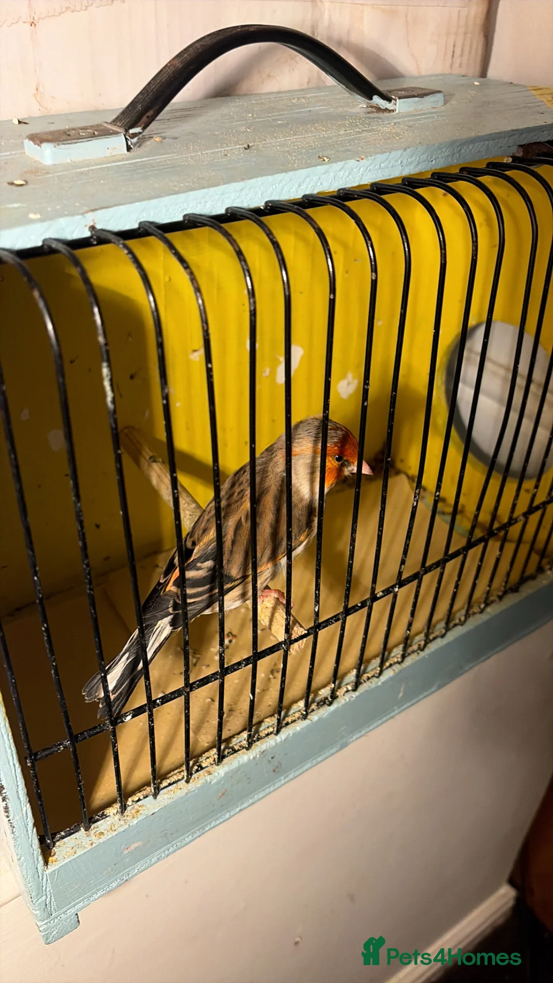 Finches birds for sale: Cock mule  in Wallasey - Advert 3