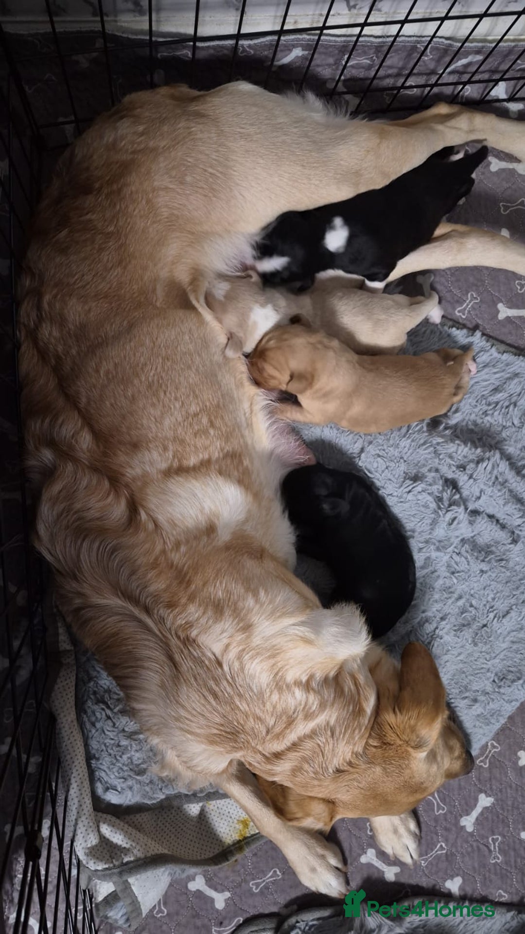 Mixed Breed dogs for sale: lab x collie springer  - Advert 2