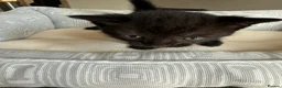 Mixed Breed cats for sale: Beautiful playful kittens for sale - Advert 5