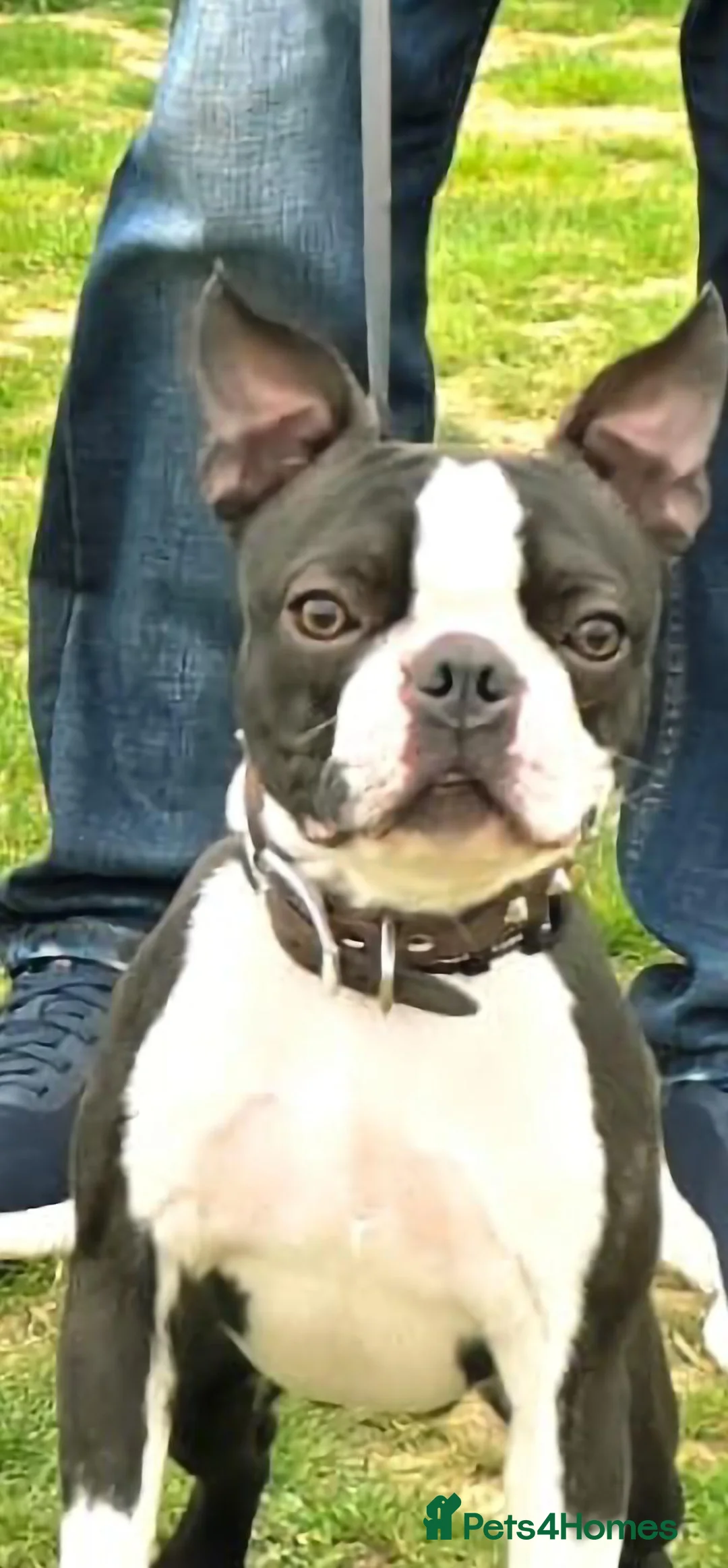 Boston Terrier dogs for stud: Boston terrier for Stud in London - Advert 2