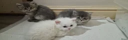 Mixed Breed cats for sale: 7 week old Persian mix breed  in Newton Abbot - Advert 2