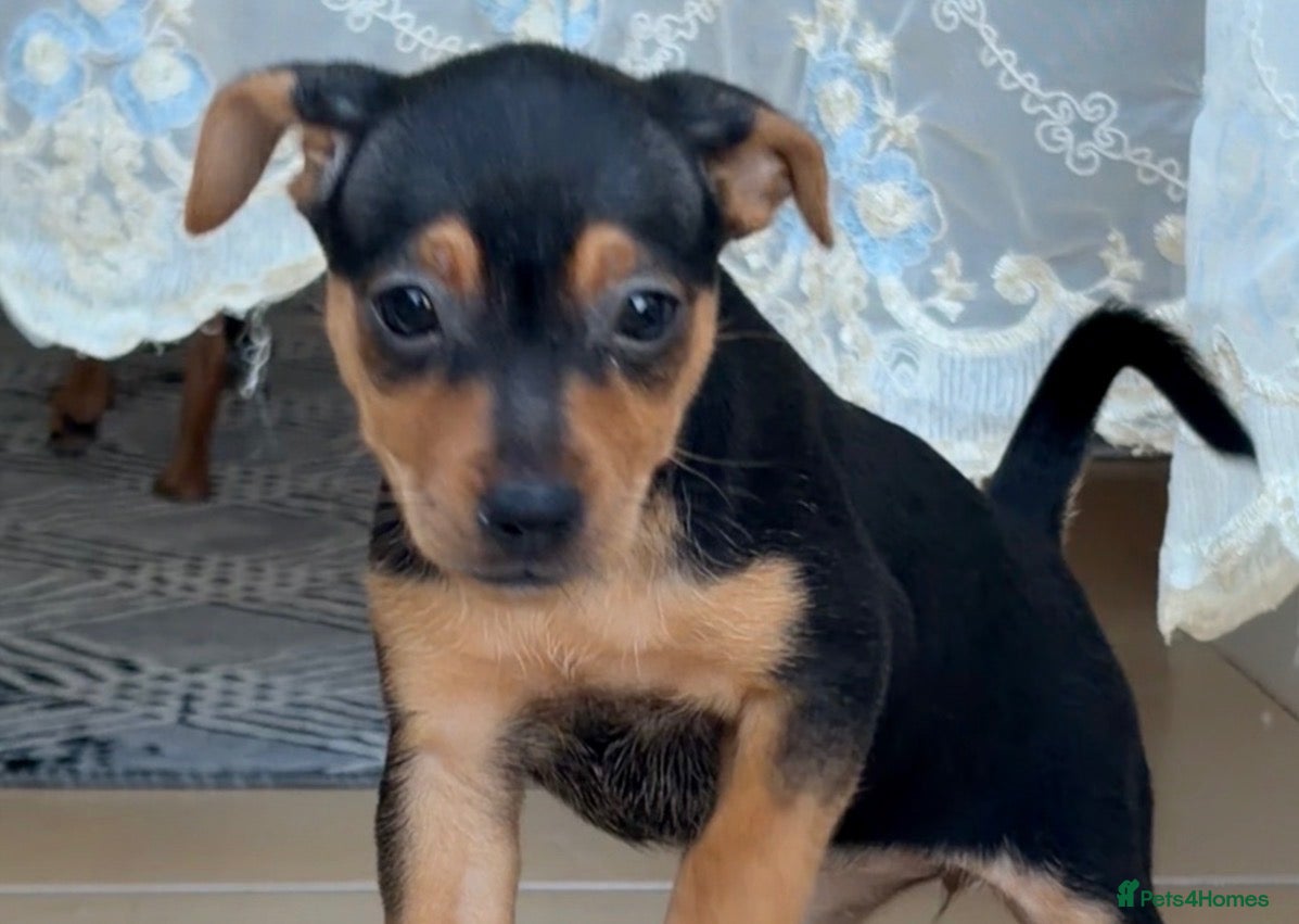 Mixed Breed dogs Beautiful Black & Tan Miniature Pinscher Puppies - Advert 20