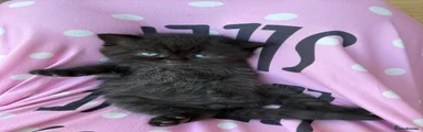 British Shorthair 4