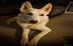 Shepsky dogs for sale: Nevaeh is seeking a forever home.  - Advert 1