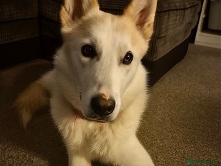 Shepsky dogs for sale: Nevaeh is seeking a forever home. - Advert 1
