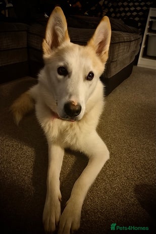 Shepsky dogs Nevaeh is seeking a forever home. - Advert 1