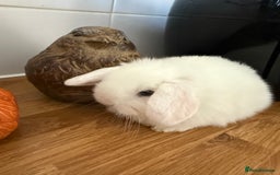 Mini Lop rabbits for sale: Pure mini lops  - Image 2